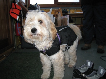 Tilly's first coat